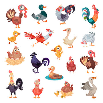 Poultry and Farm Birds with Hen, Turkey, Rooster, Duck and Goose Big Vector Set