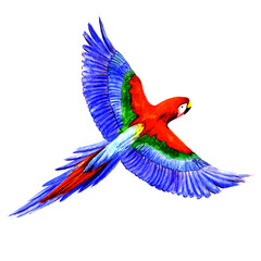 Watercolor parrot isolated on white background.