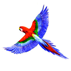 Watercolor parrot isolated on white background.