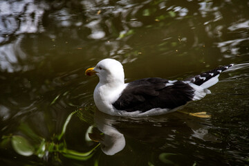 Kelp Gull (Larus dominicanus)