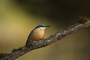 Nuthatch (Sitta europaea), brhlík lesní on a branch in super light, winter, autumn
