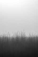 High Grass in Fall in the Fog