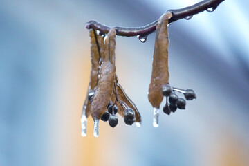 Icicles on the ice branches of a linden tree. season of temperature changes and winter weather in autumn