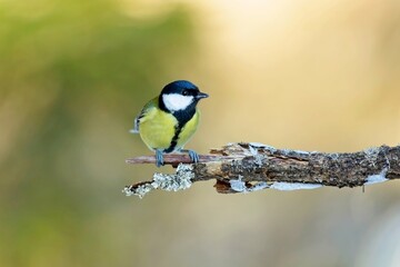 The great tit (Parus major), sýkora koňadra, close portrait in autumn colors, Closeup, super resolution