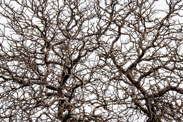 Dry branches texture with white background in full frame
