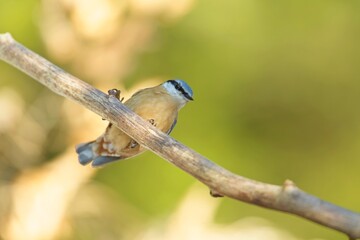 Nuthatch (Sitta europaea), brhlík lesní on a branch in super light, winter, autumn
