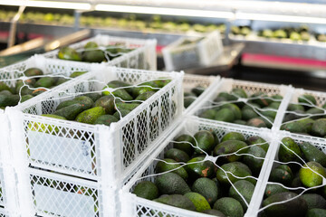 Sorted ripe Hass avocados packed in plastic boxes ready for storage or delivery to stores at fruit...