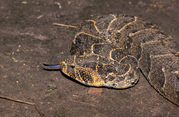 Puff adder (Bitis arietans)