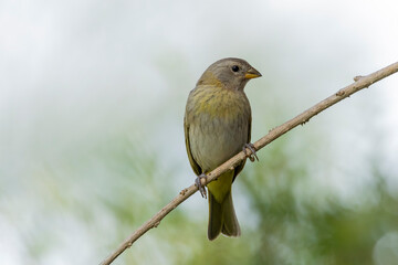 A female of Saffron Finch also known as Canario or Chirigue Azafranado is a yellow bird typical of Brazil. Species Sicalis flaveola. Birdwatcher.  Bird lover. Birding. Yellow bird.
