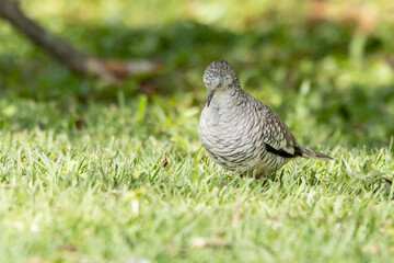 A Scaled Dove also know as Rolinha feeding on the lawn. Species Columbina squammata. bird lover. Birdwatching. Birding. Animal world.