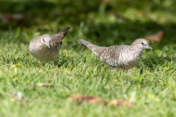 A couple of Scaled Dove also know as Rolinha feeding on the lawn. Species Columbina squammata. bird lover. Birdwatching. Birding. Animal world.