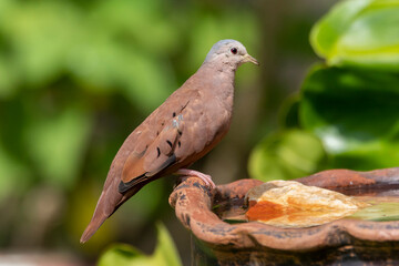 A ruddy ground-dove perched on a branch. It is a small tropical dove from Brazil and South American as know as Rolinha. Species Columbina talpacoti. Animal world. Birdwatching. Birding.