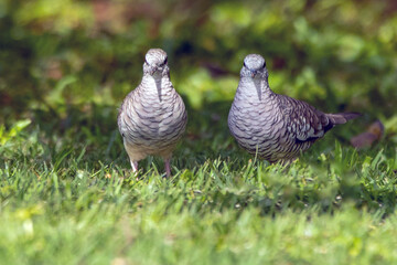 A couple of Scaled Dove also know as Rolinha feeding on the lawn. Species Columbina squammata. bird lover. Birdwatching. Birding. Animal world.