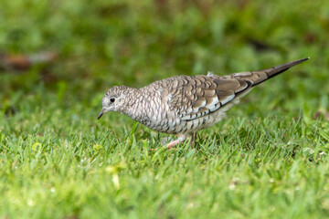 A Scaled Dove also know as Rolinha feeding on the lawn. Species Columbina squammata. bird lover. Birdwatching. Birding. Animal world.