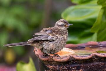 The young sparrow also know as Pardal or Gorrion perched on the drink foutain. Species Passer domesticus. Animal world. Birdwatching. Bathing.