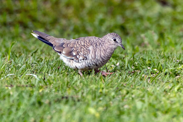 A Scaled Dove also know as Rolinha feeding on the lawn. Species Columbina squammata. bird lover. Birdwatching. Birding. Animal world.