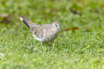 A Scaled Dove also know as Rolinha feeding on the lawn. Species Columbina squammata. bird lover. Birdwatching. Birding. Animal world.