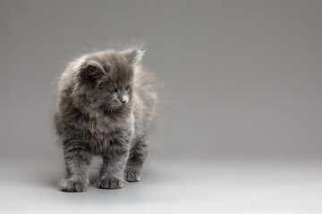 Gray cute cat playfully looks to the side on a gray background, copyspace.