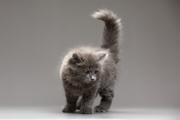 Gray cute cat playfully looks to the side on a gray background, copyspace.