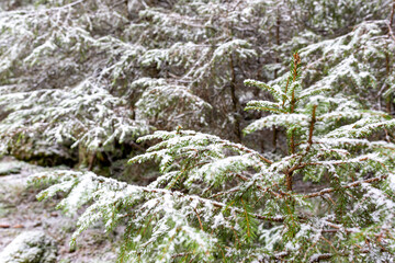 evergreen pine tree covered with fresh snow