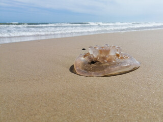 Fototapeta na wymiar Jellyfish on the beach 