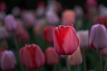 Some Red Flowers