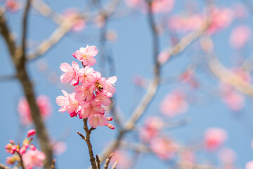 沖縄で日本一早く開花し始めたピンク色の寒緋桜の花