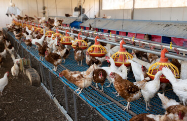 Modern chicken coop farm. Indoors chicken farm, chicken feeding © JackF