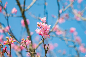 沖縄で日本一早く開花し始めたピンク色の寒緋桜の花