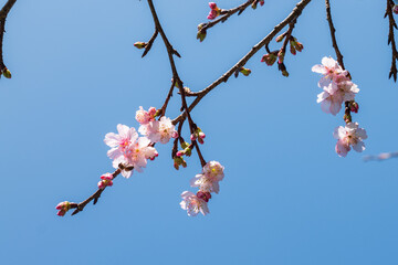 沖縄で日本一早く開花し始めたピンク色の寒緋桜の花