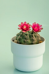 A small potted barrel cactus with two pretty deep pink flowers