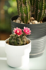 Small cactus in white pot with two open lovely flowers