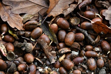 Eicheln im Herbst