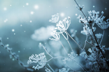 winter nature background with frozy flowers with snow