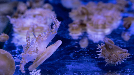 Sea and ocean jellyfish swim in the water close-up. Illumination and bioluminescence in different colors in the dark. Exotic and rare jellyfish in the aquarium.