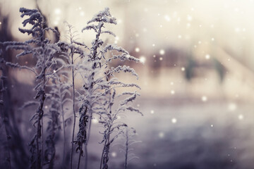 winter nature background with frozy flowers with snow