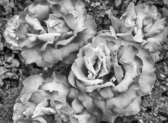 NZ Christchurch four tender roses BW