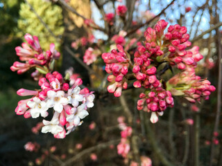 Koreanischer Duft-Schneeball (Viburnum farreri) mit Blüten und Knospen in pink 