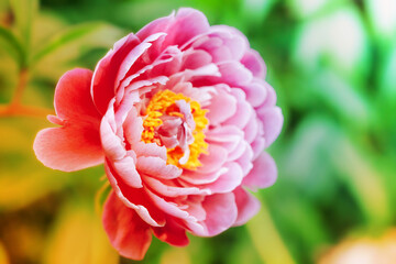 summer flowers background