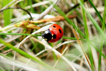 Obraz premium Seven-spotted ladybug - Coccinella septempunctata