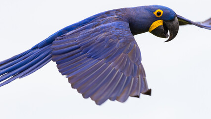 blue winged macaw