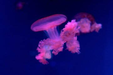 Obraz premium Sea and ocean jellyfish swim in the water close-up. Illumination and bioluminescence in different colors in the dark. Exotic and rare jellyfish in the aquarium.