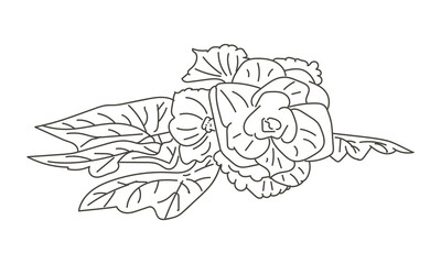 Hand drawn Begonia flowers. Begonia flowers isolated on white background. Begonia floral vector illustration 