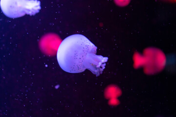 Sea and ocean jellyfish swim in the water close-up. Illumination and bioluminescence in different colors in the dark. Exotic and rare jellyfish in the aquarium.