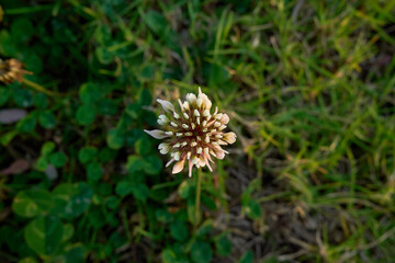 trifolium repens. overhead shot of white flower with tiny petals blooming by the river. white clover blooming in a meadow. small white plant at sunset. 