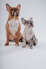 Hund, Französische Bulldoge, Frenchi