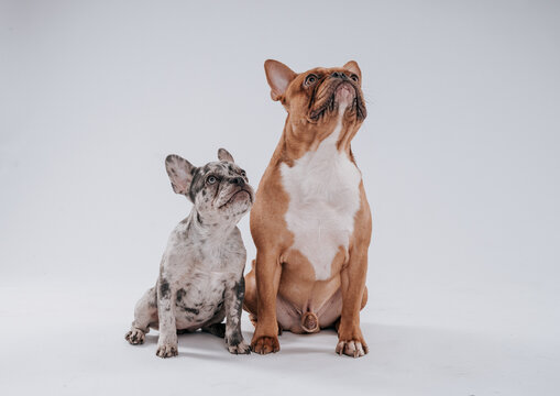 Hund, Franz&ouml;sische Bulldoge, Frenchi