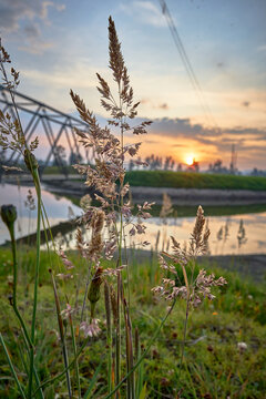 holcus mollis. plant of the poaceae family. wheat-shaped flower in the sunset by the river. sunset landscape with wheat flower by the river.   