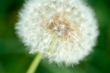 Obraz premium Macro dandelion flower on green background 