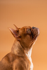 Hund, Französische Bulldoge, Frenchi